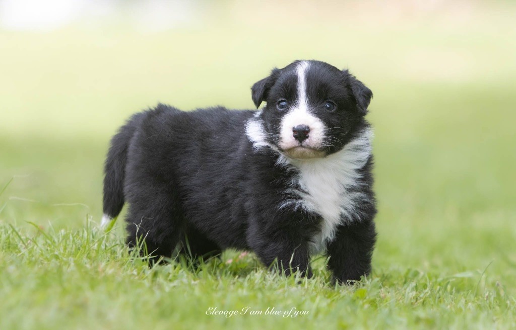 I Am Blue Of You - Chiots disponibles - Berger Australien