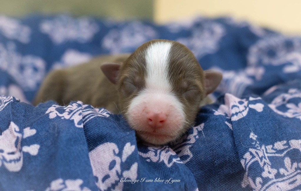 I Am Blue Of You - Chiots disponibles - Berger Australien