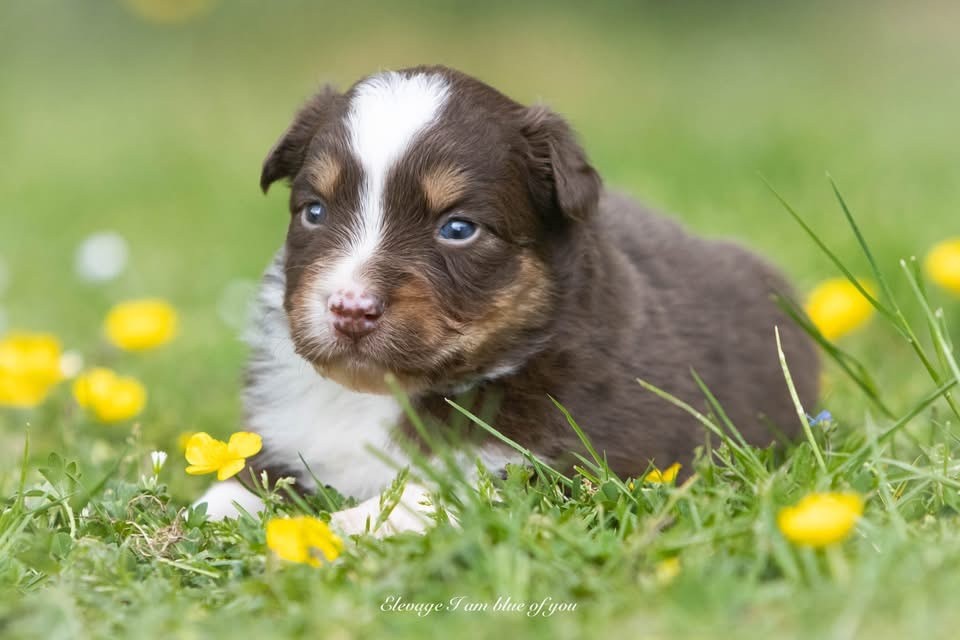 I Am Blue Of You - Chiots disponibles - Berger Australien