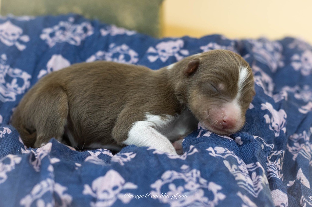 I Am Blue Of You - Chiots disponibles - Berger Australien