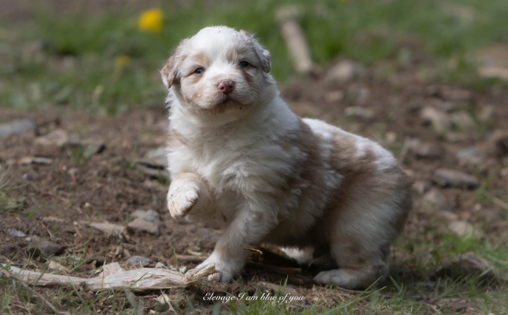 I Am Blue Of You - Chiots disponibles - Berger Australien