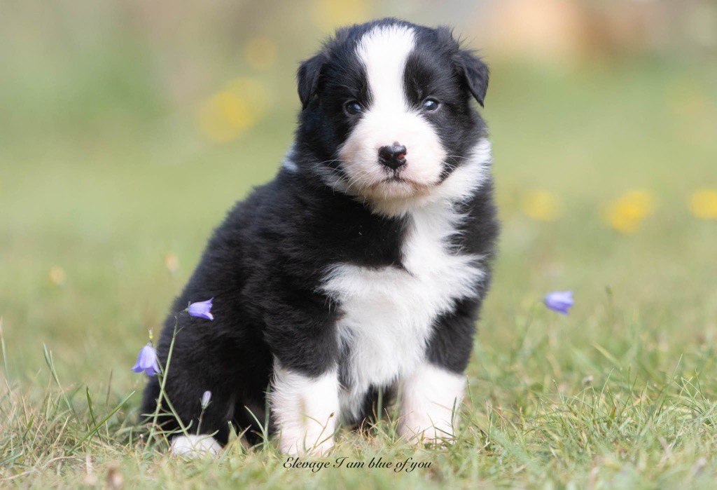 I Am Blue Of You - Chiots disponibles - Berger Australien