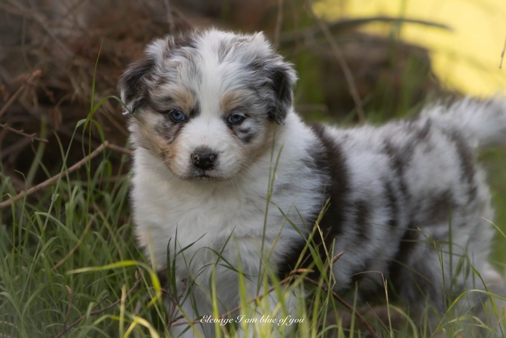 I Am Blue Of You - Chiots disponibles - Berger Australien