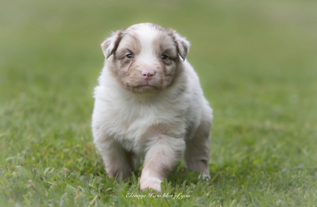 I Am Blue Of You - Chiots disponibles - Berger Australien