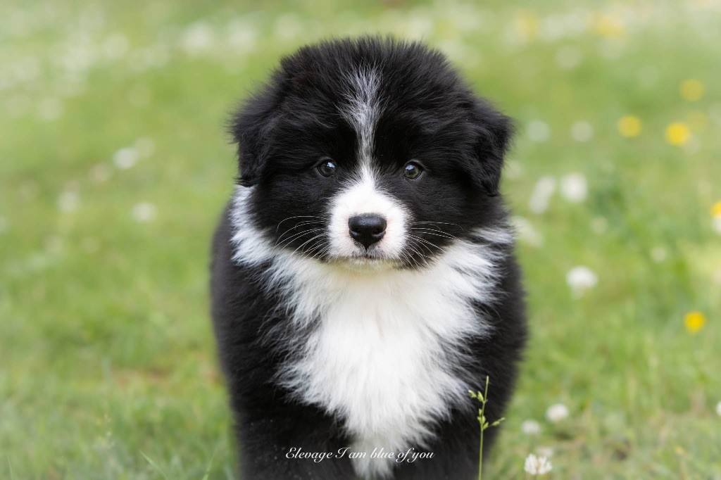 I Am Blue Of You - Chiots disponibles - Berger Australien