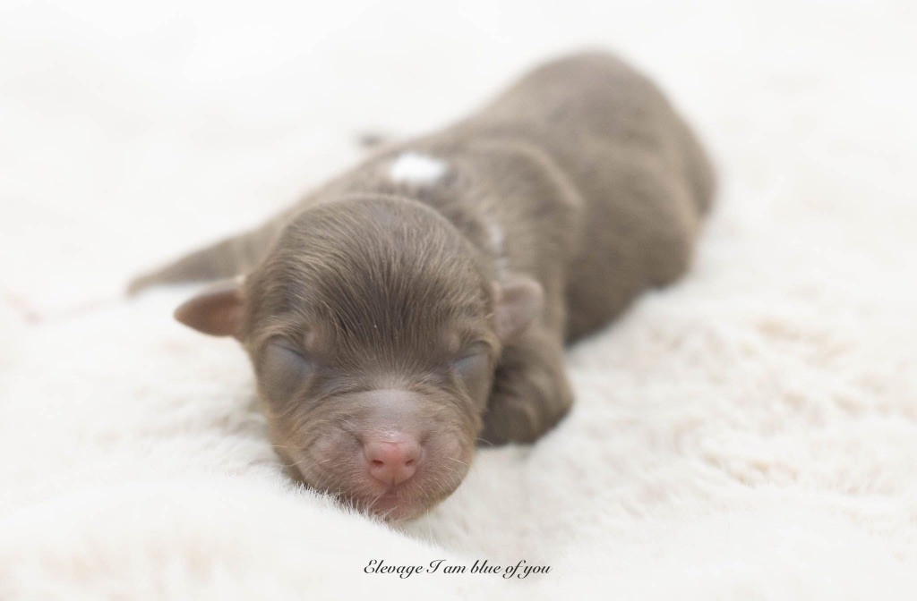 I Am Blue Of You - Chiots disponibles - Berger Australien