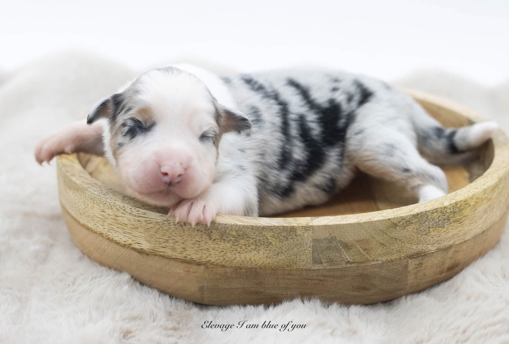 I Am Blue Of You - Chiots disponibles - Berger Australien
