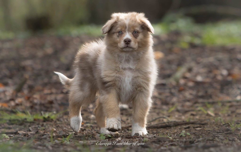 I Am Blue Of You - Chiots disponibles - Berger Australien