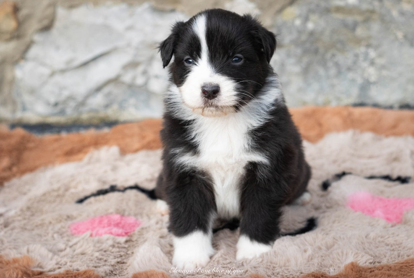 I Am Blue Of You - Chiots disponibles - Berger Australien