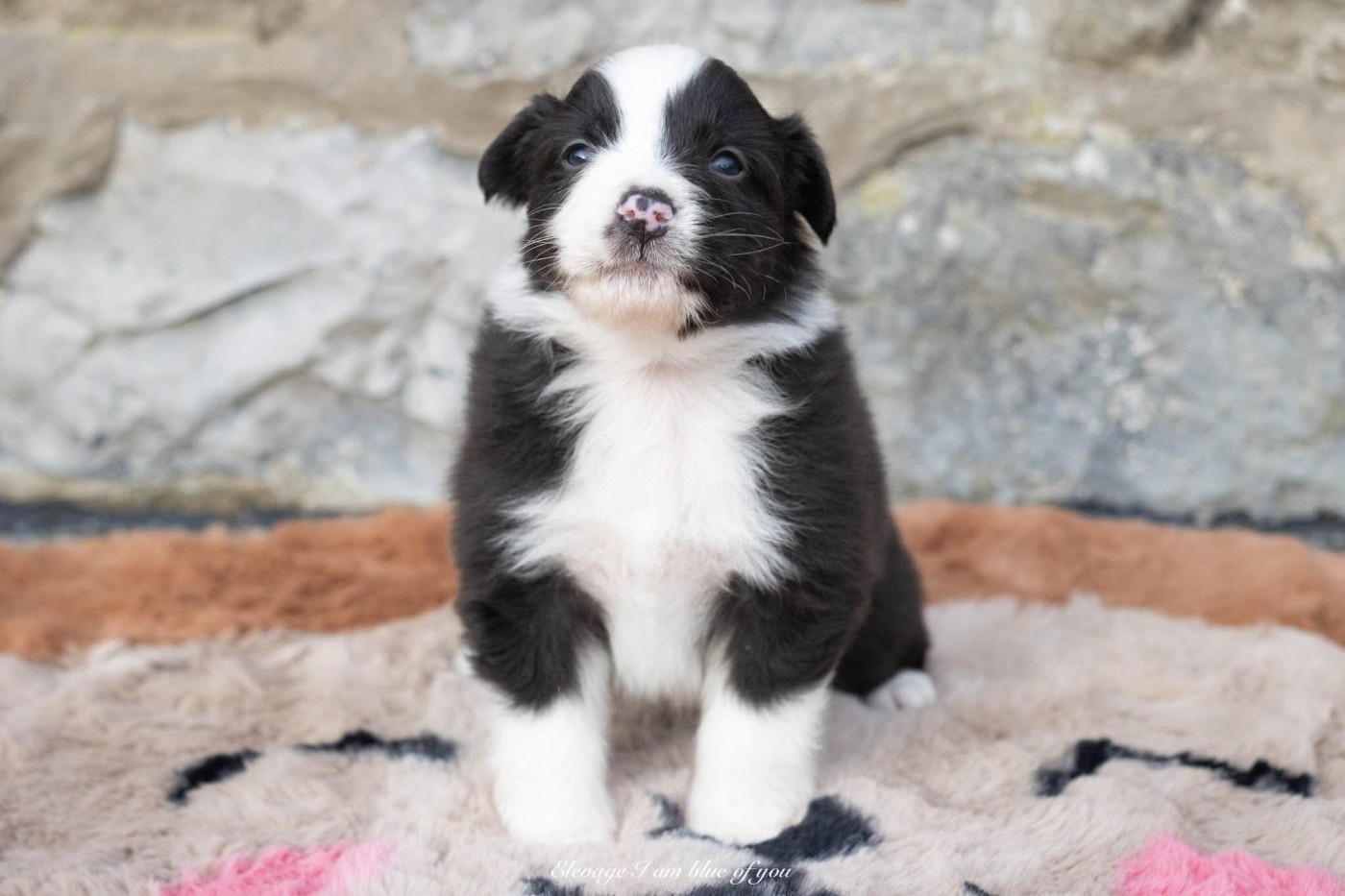 I Am Blue Of You - Chiots disponibles - Berger Australien