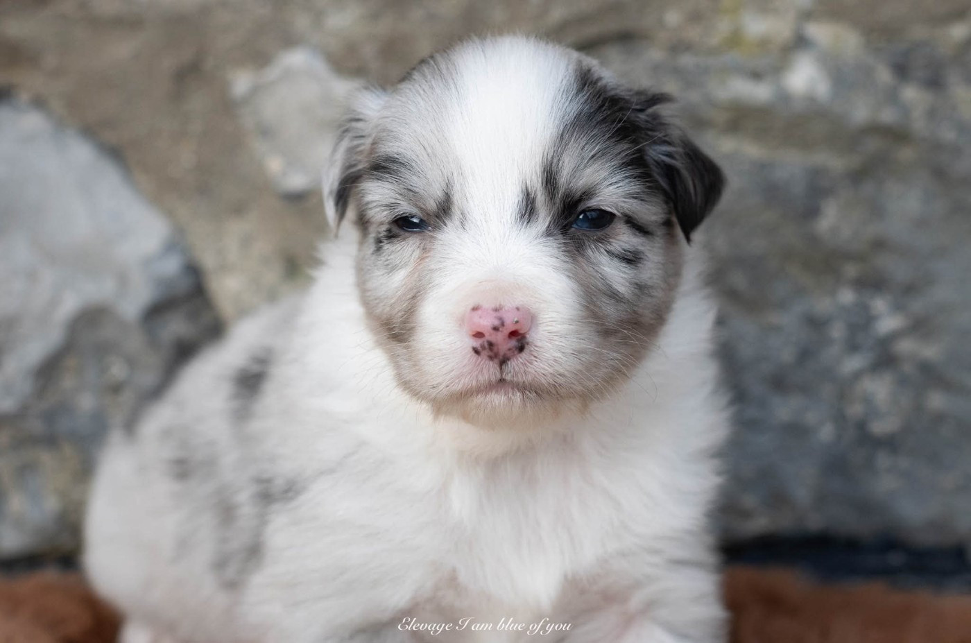 I Am Blue Of You - Chiots disponibles - Berger Australien
