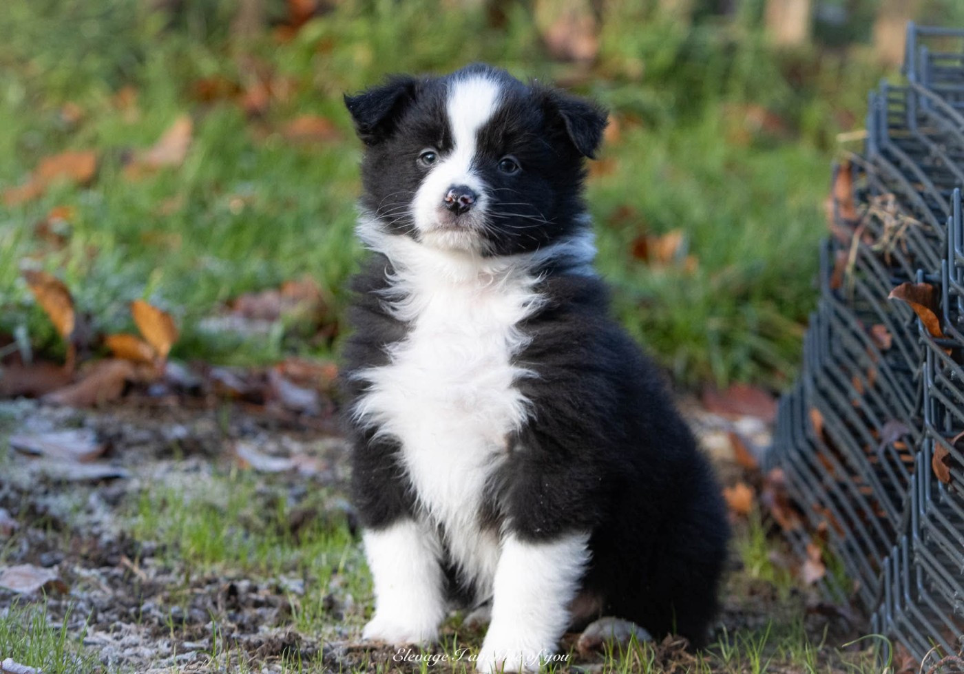 I Am Blue Of You - Chiots disponibles - Berger Australien