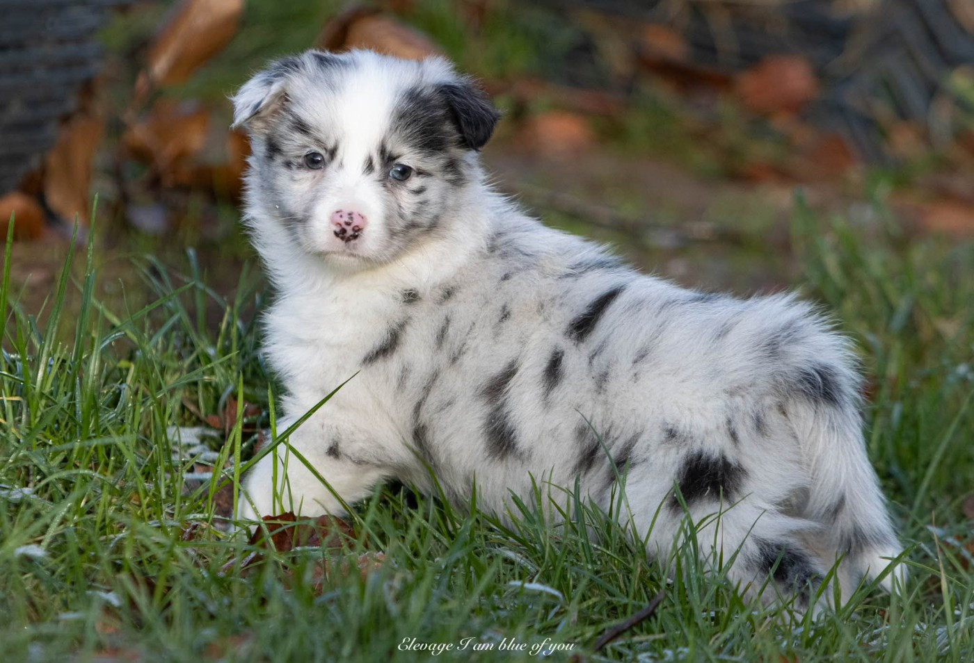 I Am Blue Of You - Chiots disponibles - Berger Australien