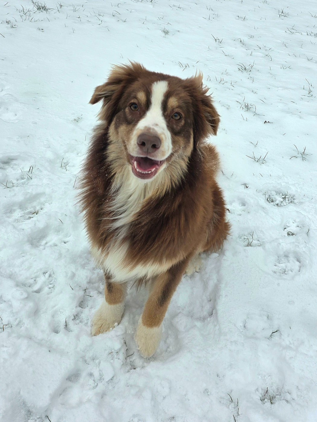 I Am Blue Of You - Chiots disponibles - Berger Australien