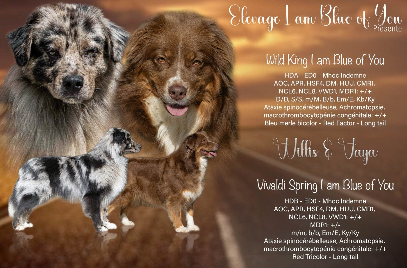 Chiot Berger Australien I Am Blue Of You