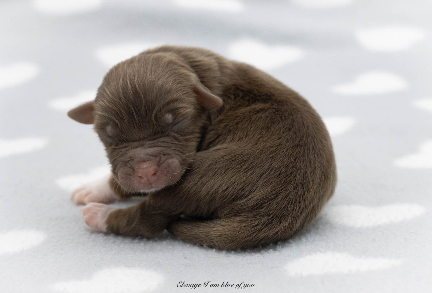 I Am Blue Of You - Chiots disponibles - Berger Australien