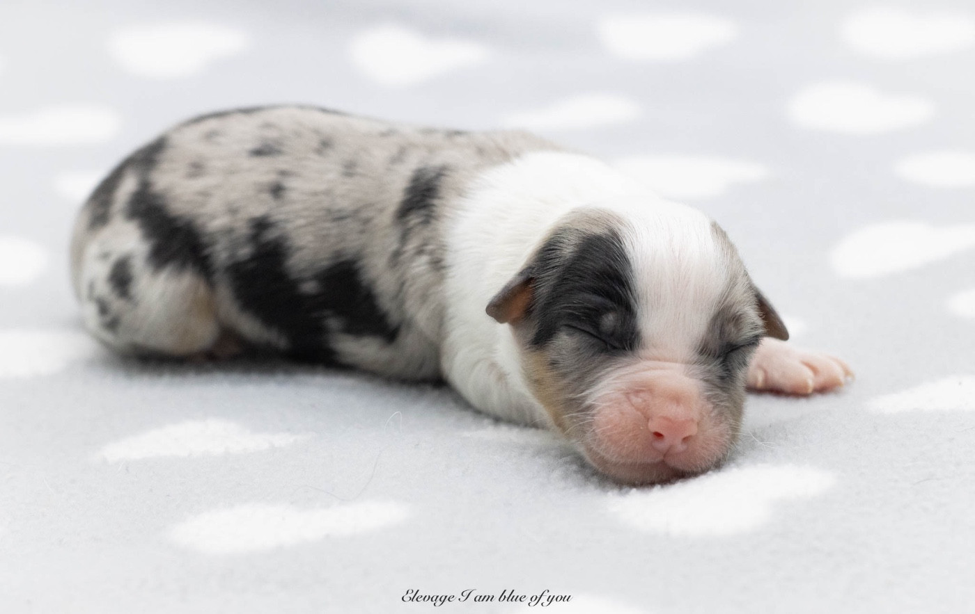 I Am Blue Of You - Chiots disponibles - Berger Australien