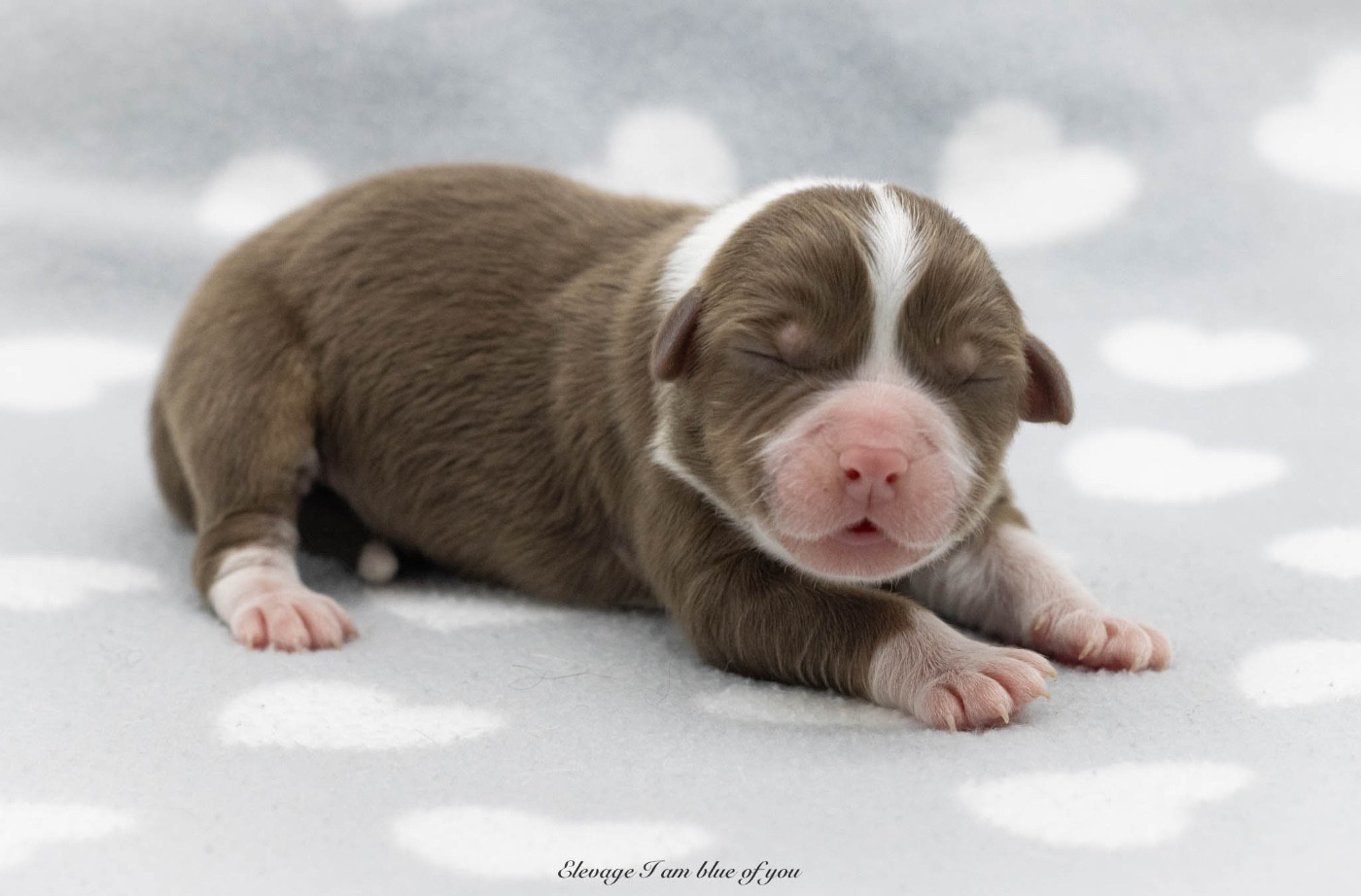 I Am Blue Of You - Chiots disponibles - Berger Australien