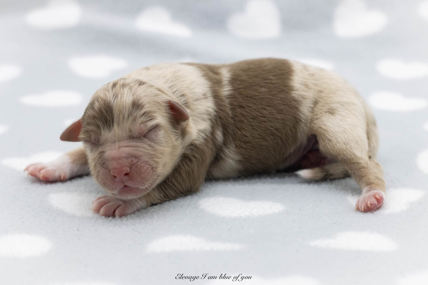 I Am Blue Of You - Chiots disponibles - Berger Australien