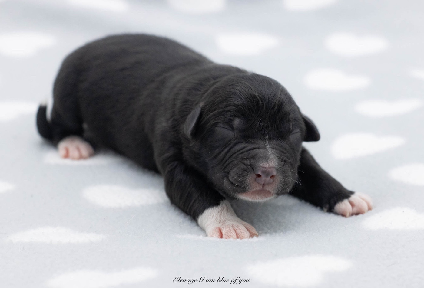 I Am Blue Of You - Chiots disponibles - Berger Australien