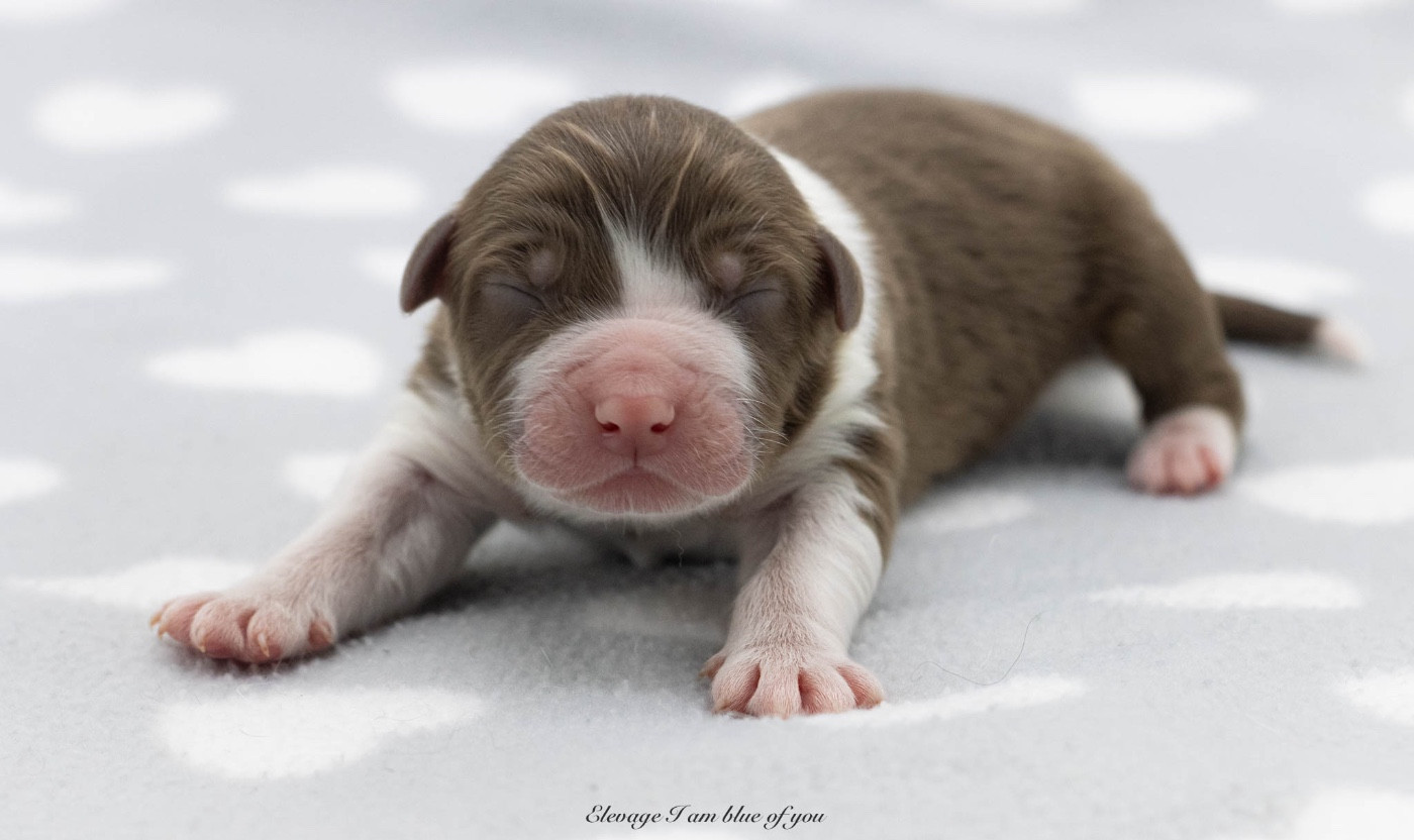 I Am Blue Of You - Chiots disponibles - Berger Australien