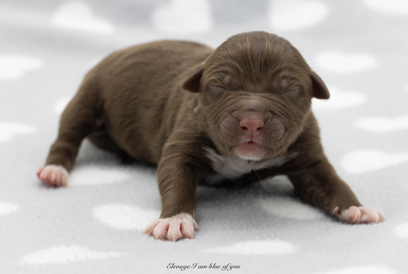 I Am Blue Of You - Chiots disponibles - Berger Australien