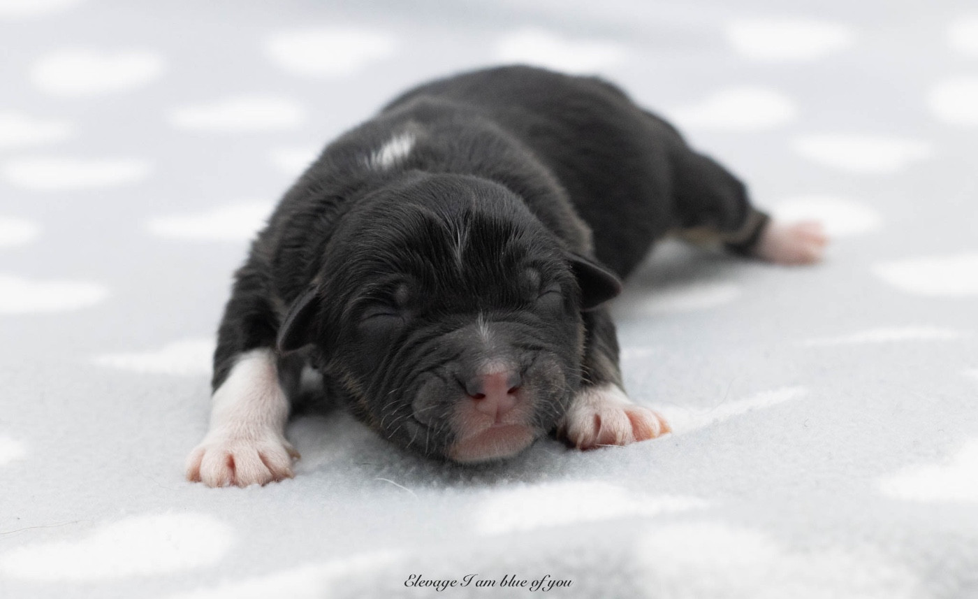 I Am Blue Of You - Chiots disponibles - Berger Australien