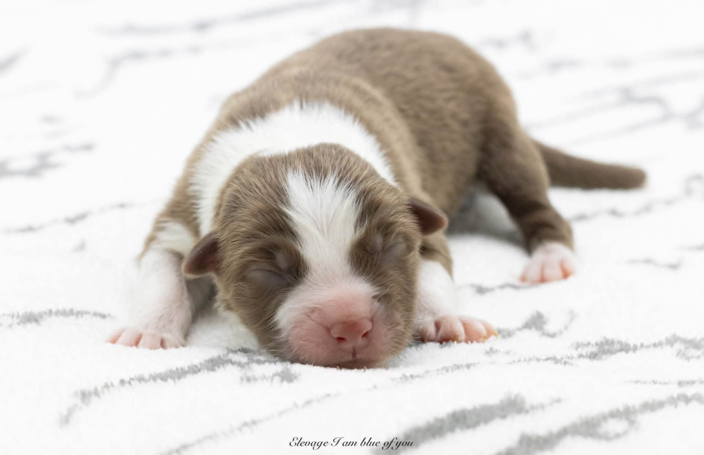 I Am Blue Of You - Chiots disponibles - Berger Australien