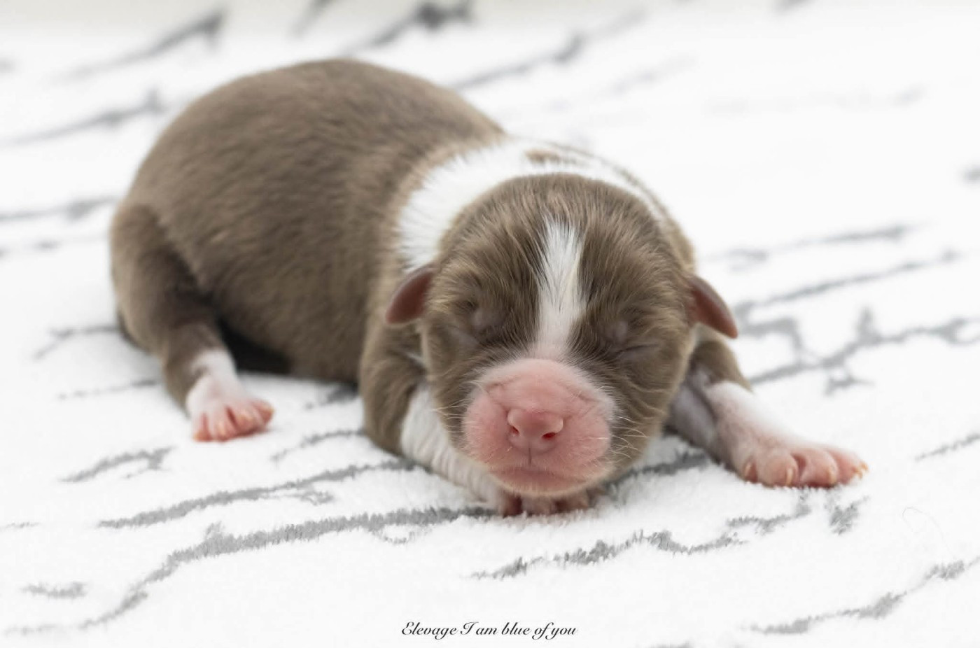 I Am Blue Of You - Chiots disponibles - Berger Australien