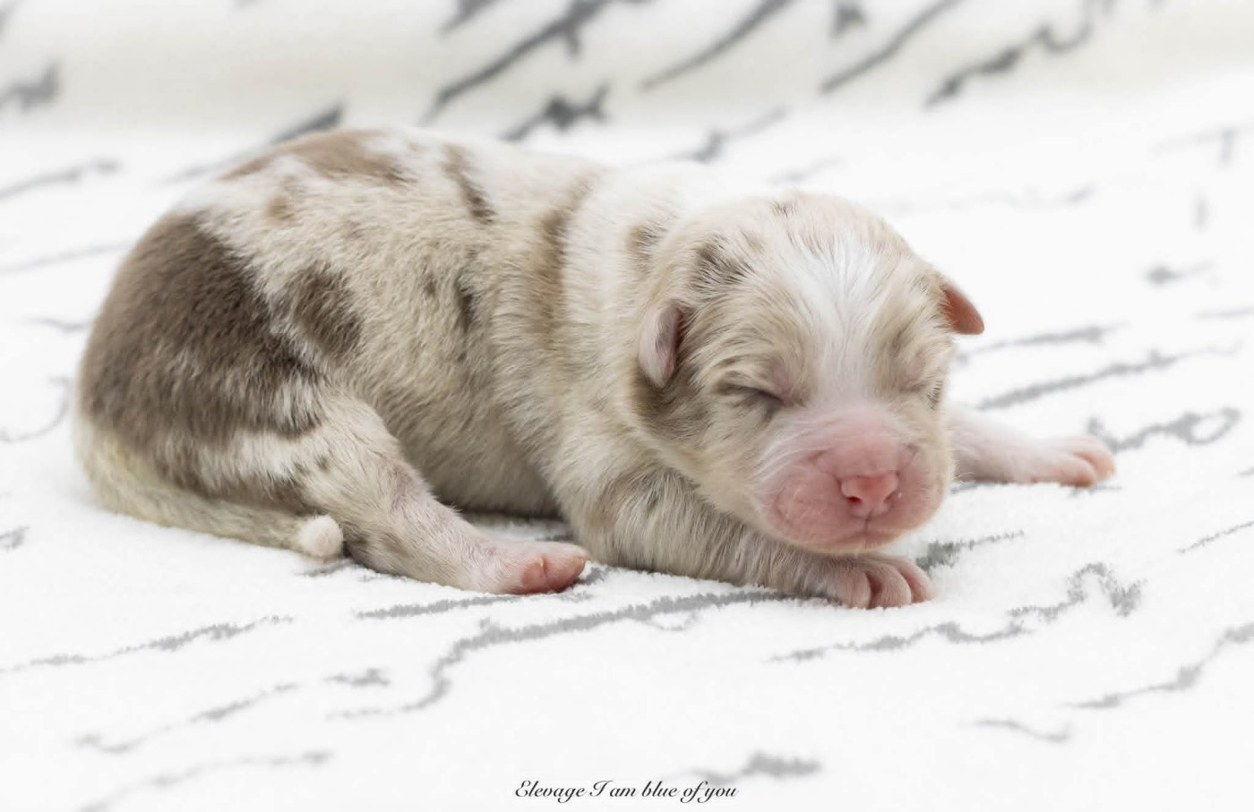 I Am Blue Of You - Chiots disponibles - Berger Australien