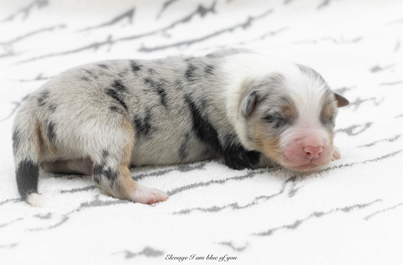 I Am Blue Of You - Chiots disponibles - Berger Australien