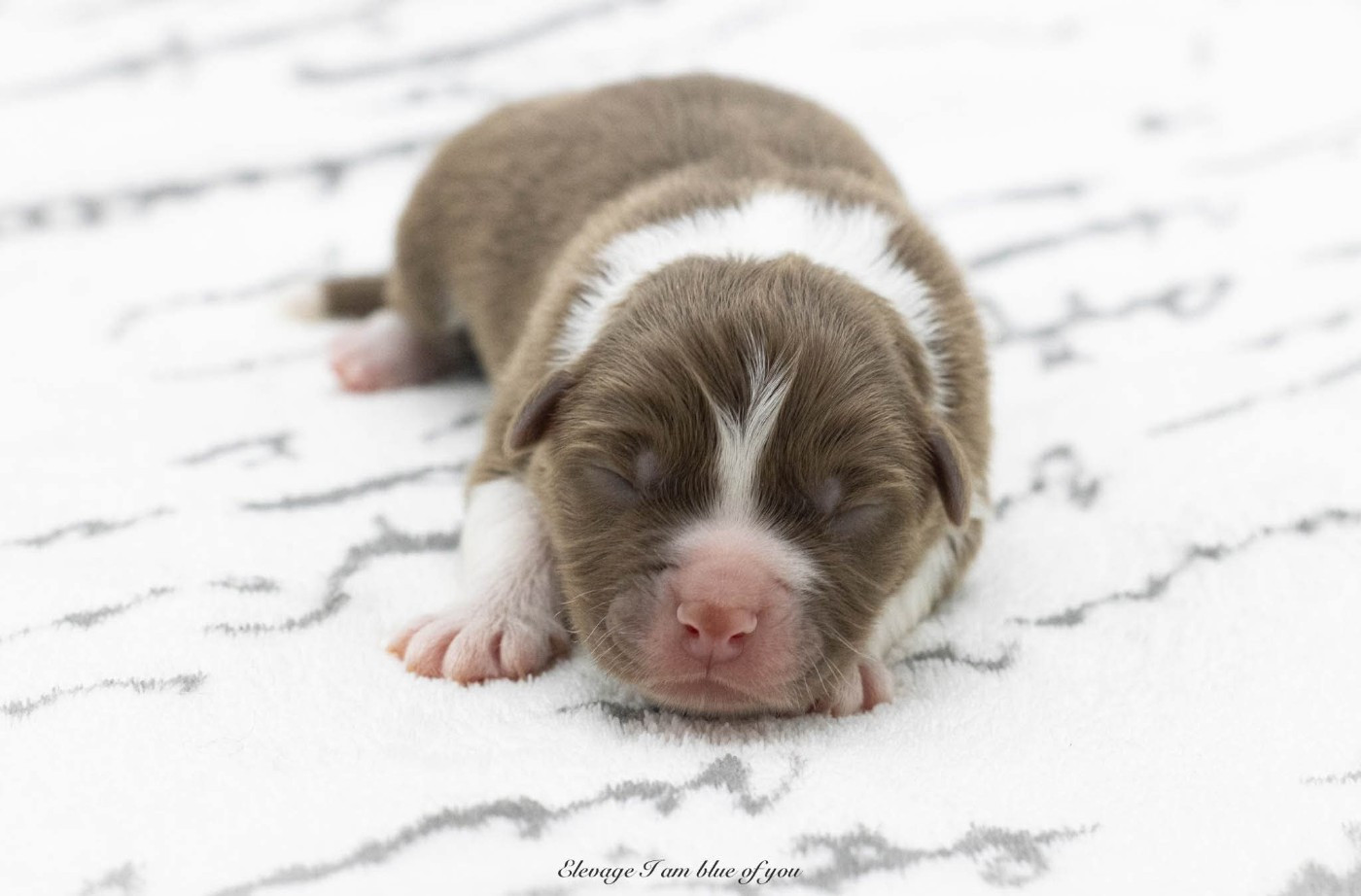 I Am Blue Of You - Chiots disponibles - Berger Australien