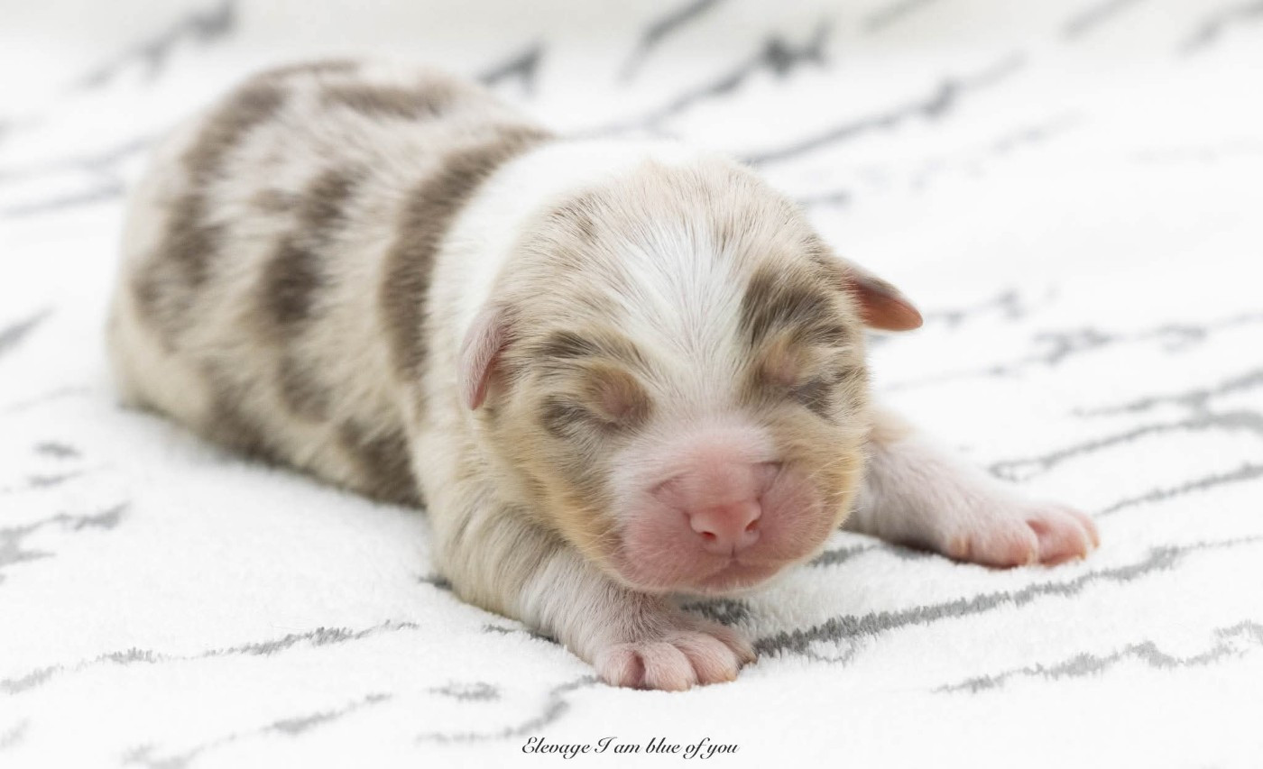 I Am Blue Of You - Chiots disponibles - Berger Australien