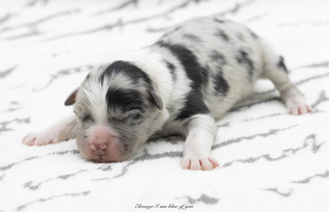 I Am Blue Of You - Chiots disponibles - Berger Australien