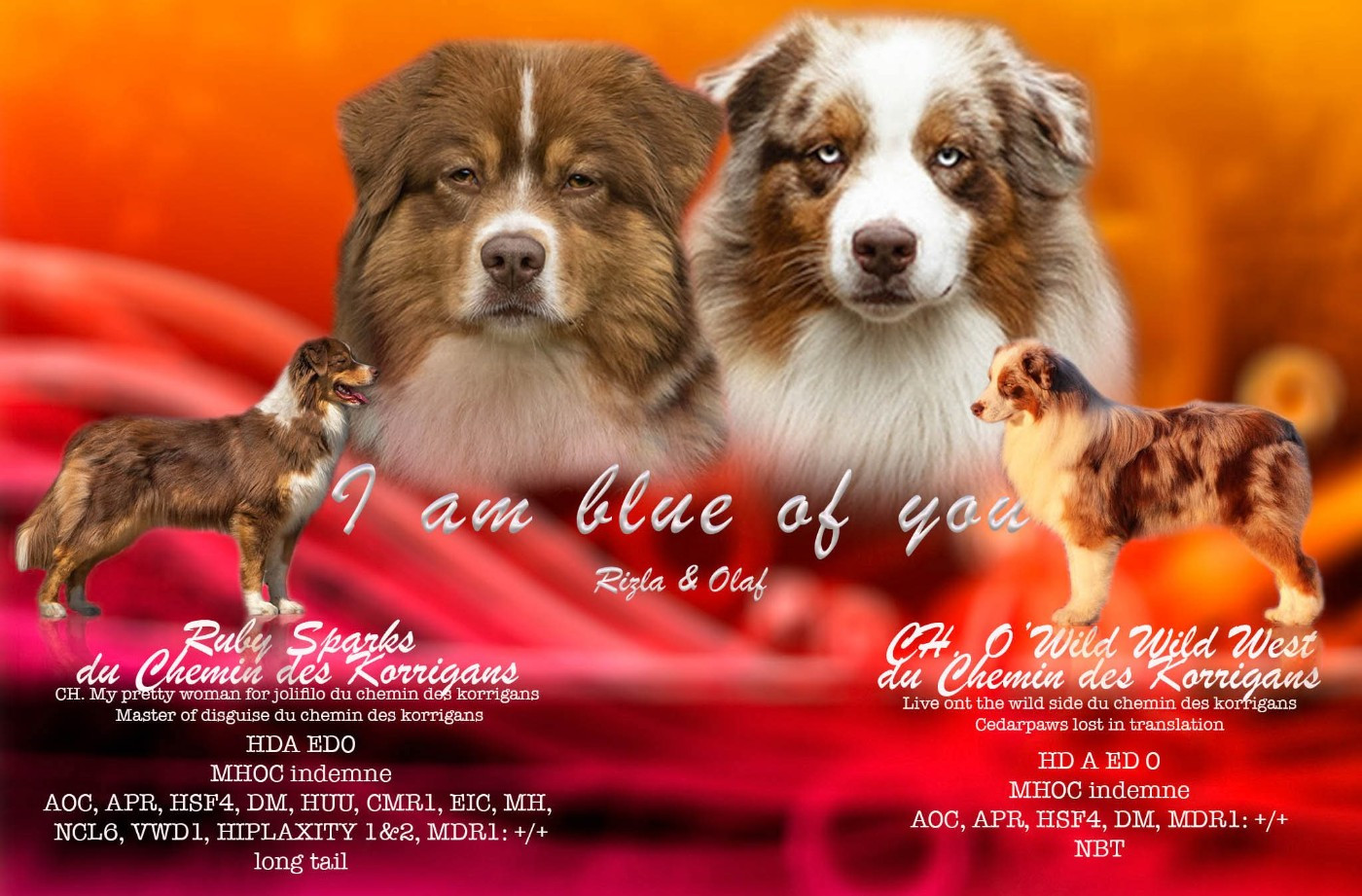 I Am Blue Of You - Berger Australien - Portée née le 28/01/2026