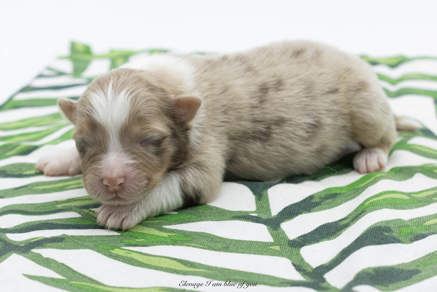 I Am Blue Of You - Chiots disponibles - Berger Australien