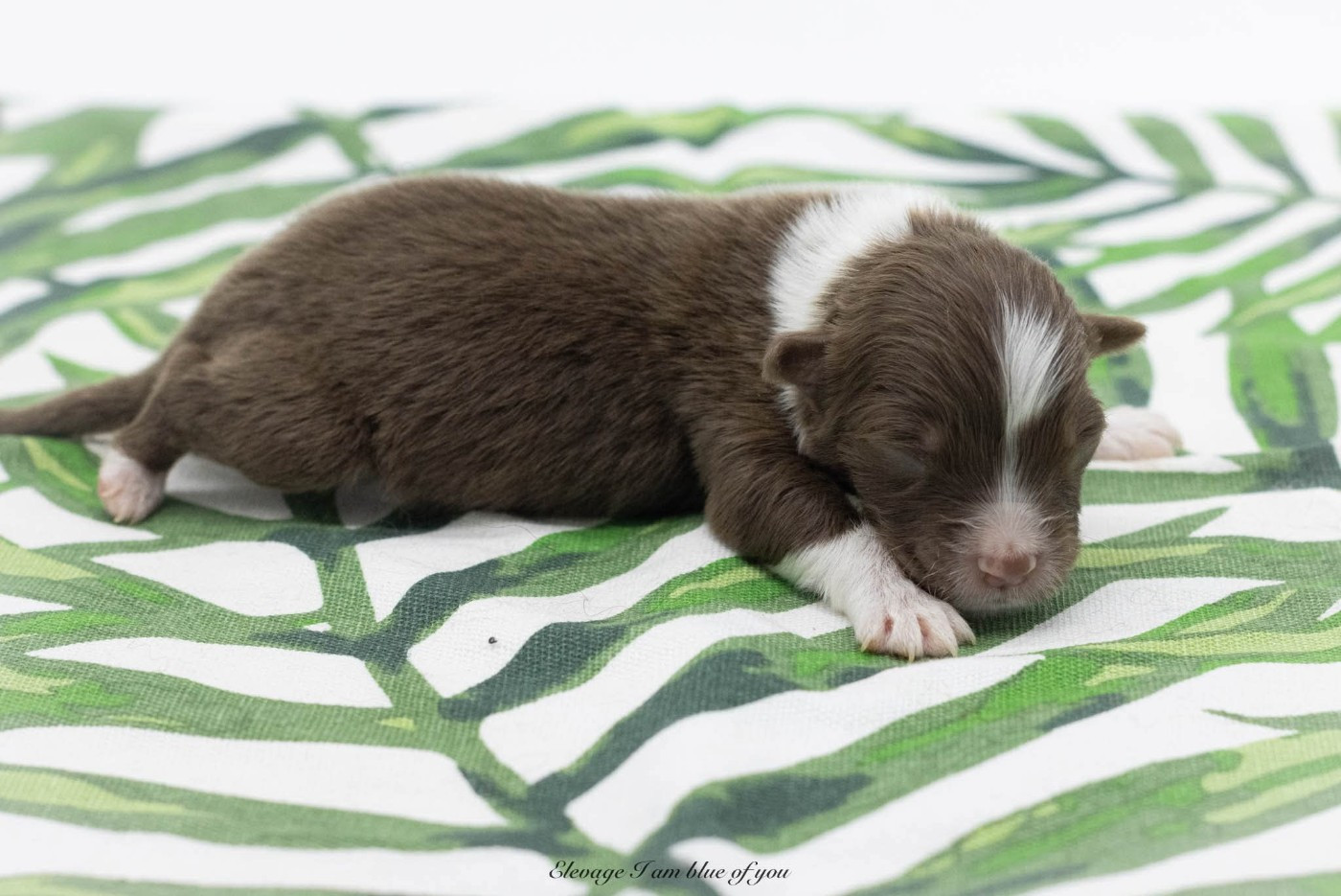 I Am Blue Of You - Chiots disponibles - Berger Australien