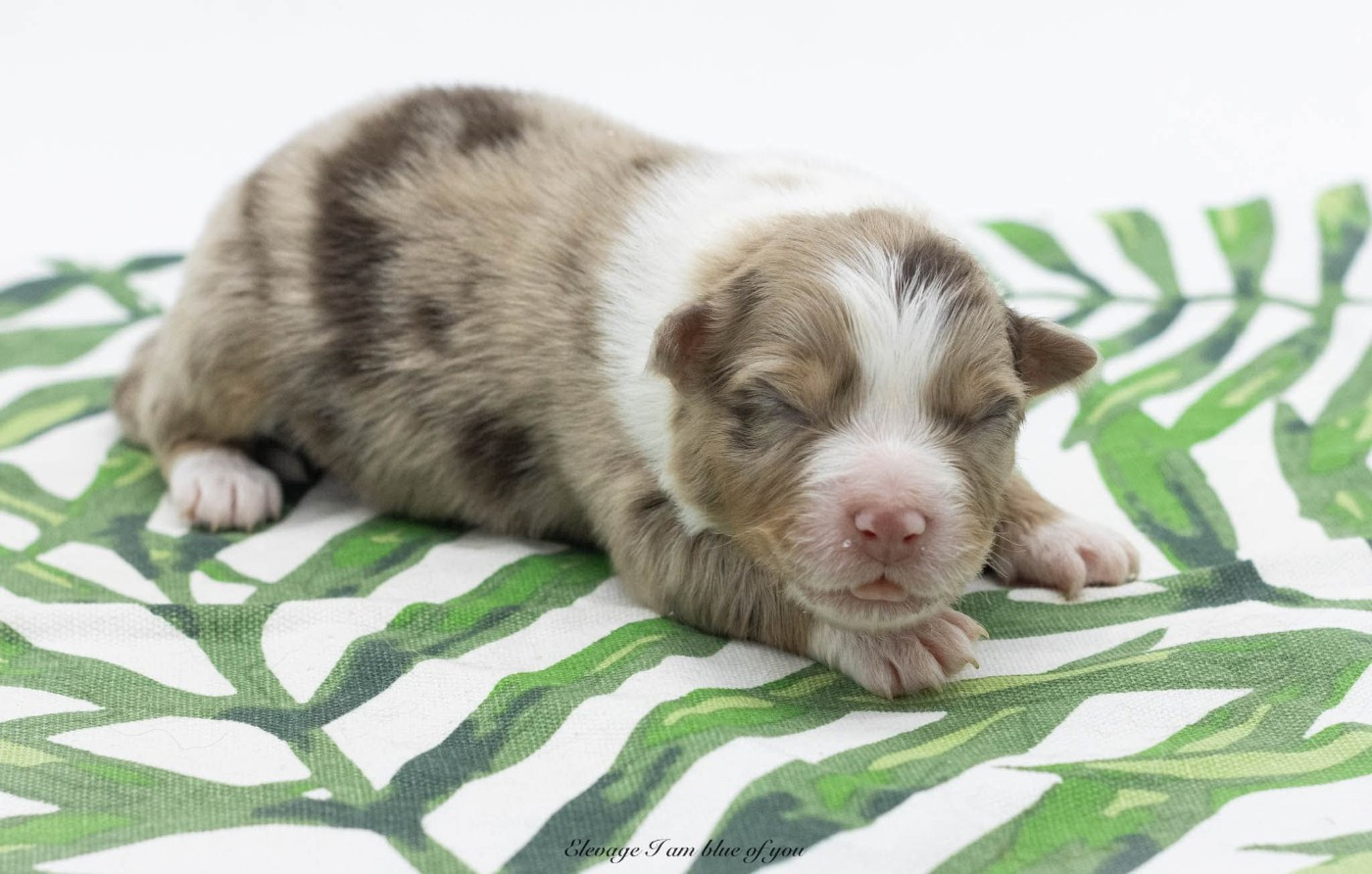 I Am Blue Of You - Chiots disponibles - Berger Australien