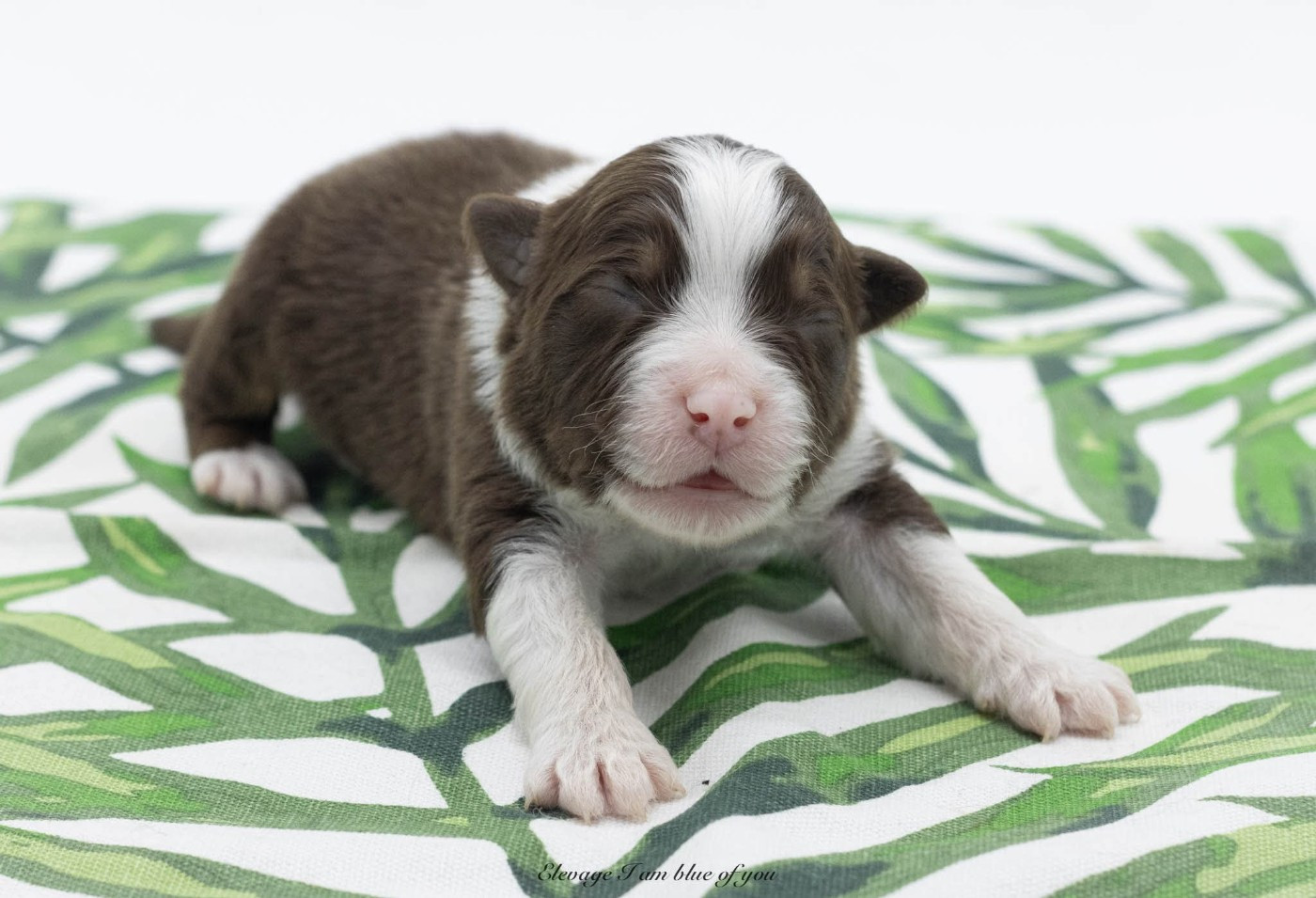 I Am Blue Of You - Chiots disponibles - Berger Australien