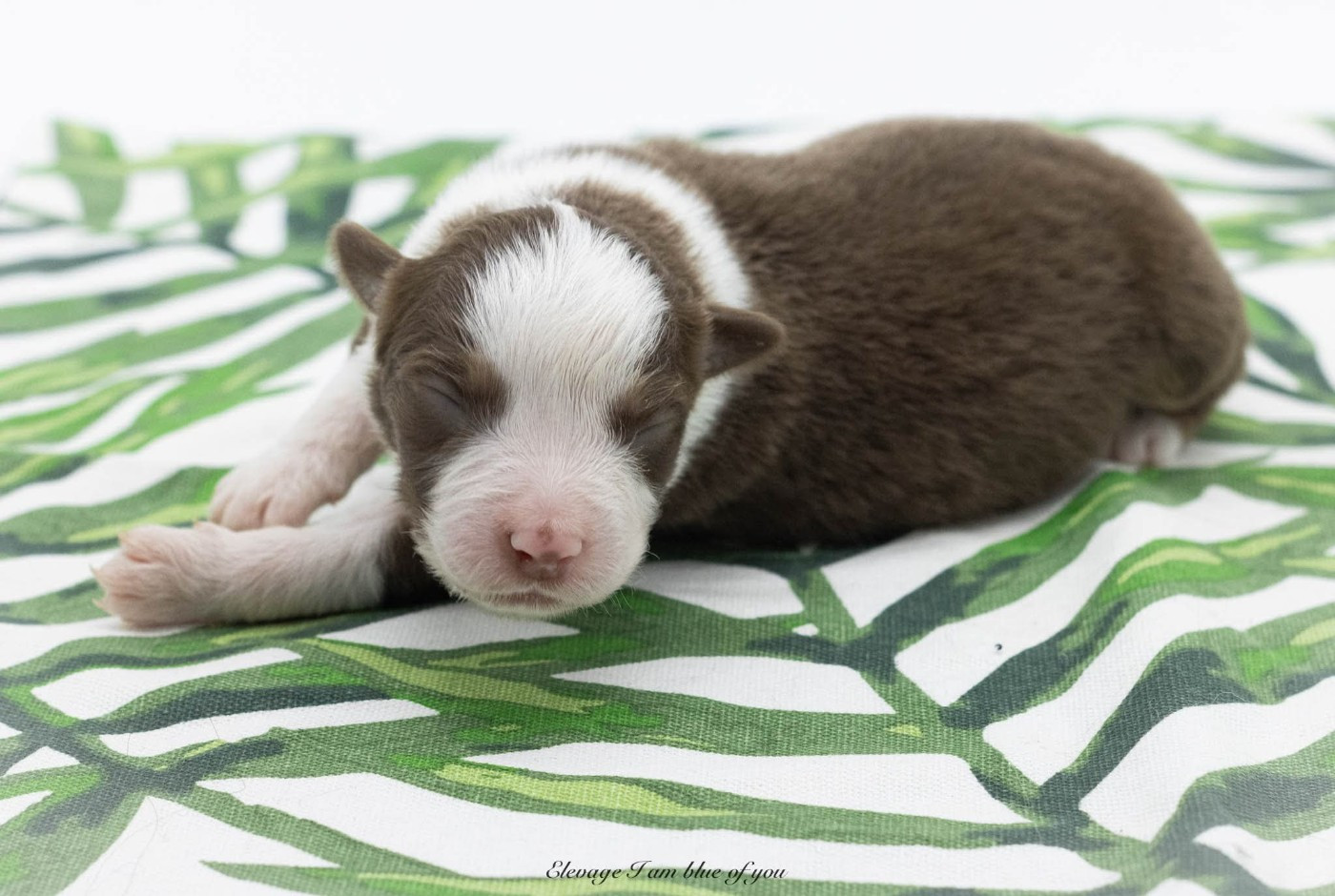 I Am Blue Of You - Chiots disponibles - Berger Australien