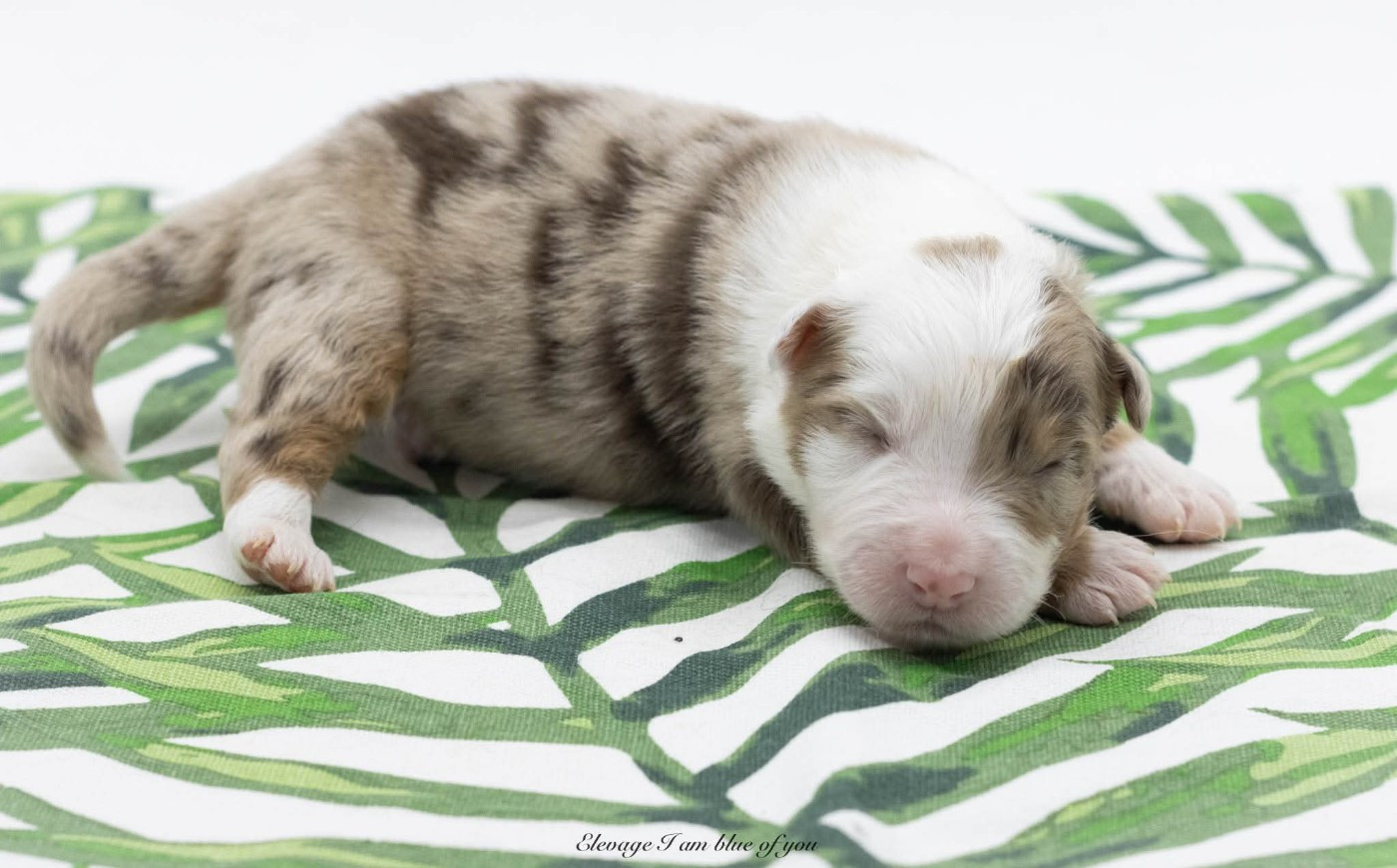 I Am Blue Of You - Chiots disponibles - Berger Australien