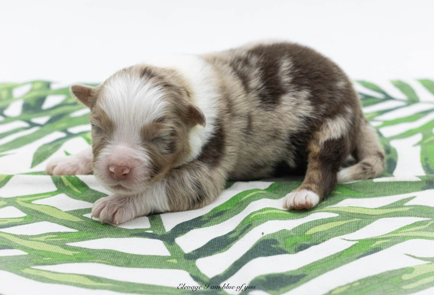 I Am Blue Of You - Chiots disponibles - Berger Australien