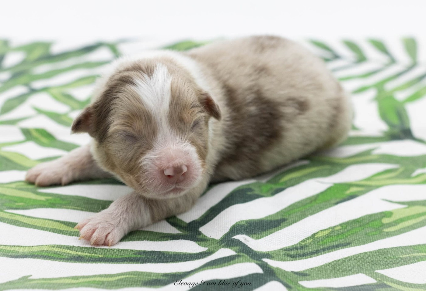 I Am Blue Of You - Chiots disponibles - Berger Australien