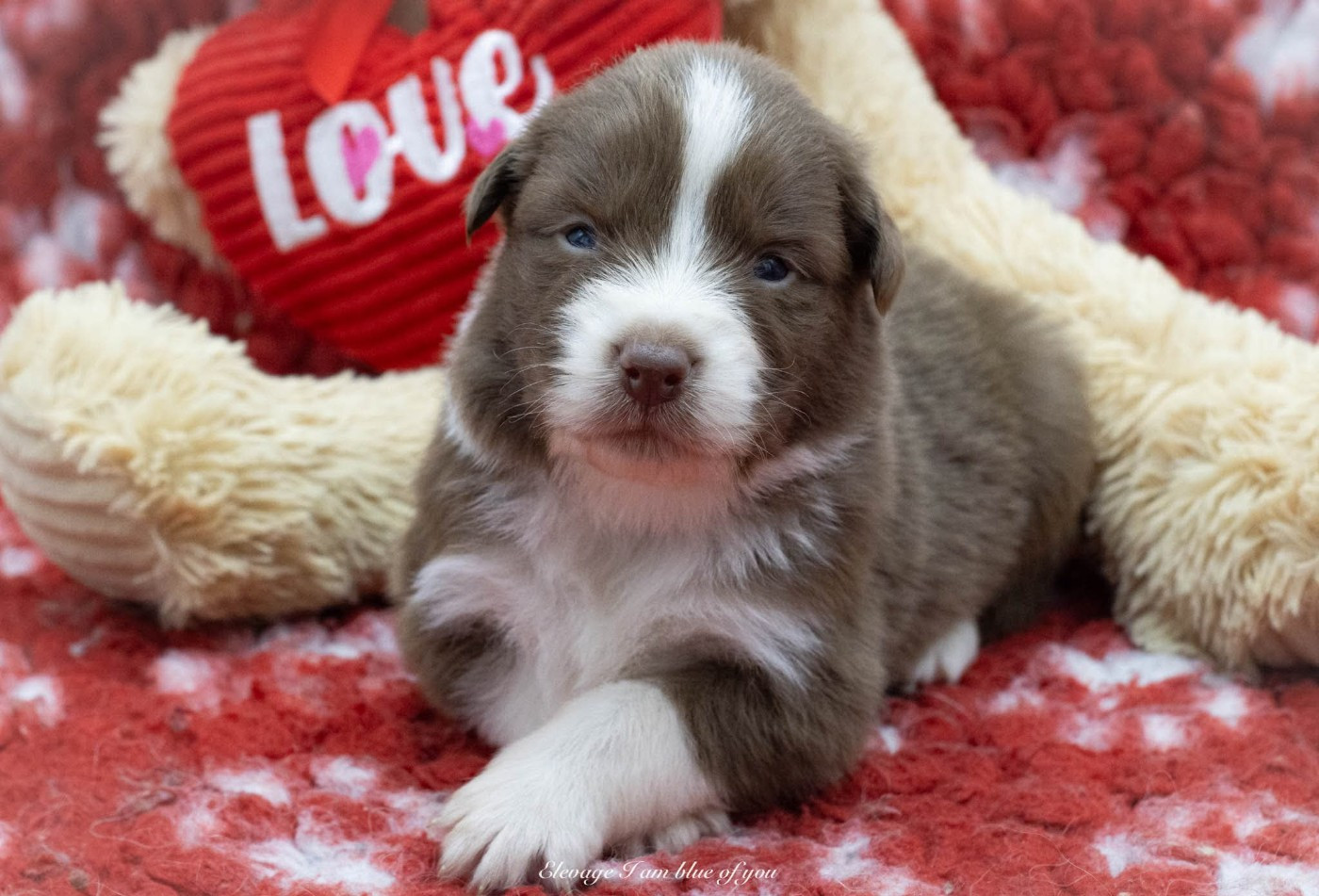 I Am Blue Of You - Chiots disponibles - Berger Australien