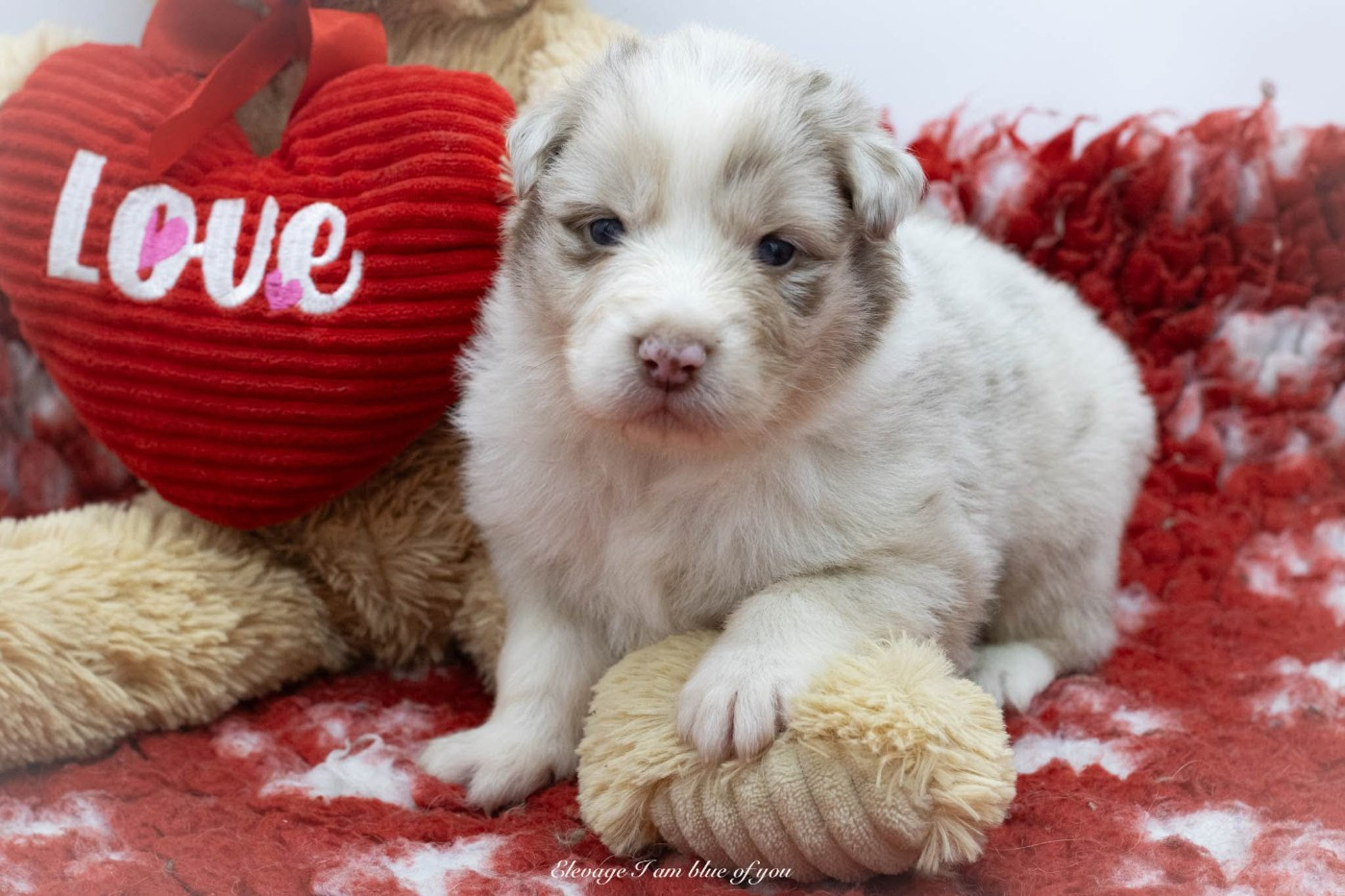 I Am Blue Of You - Chiots disponibles - Berger Australien