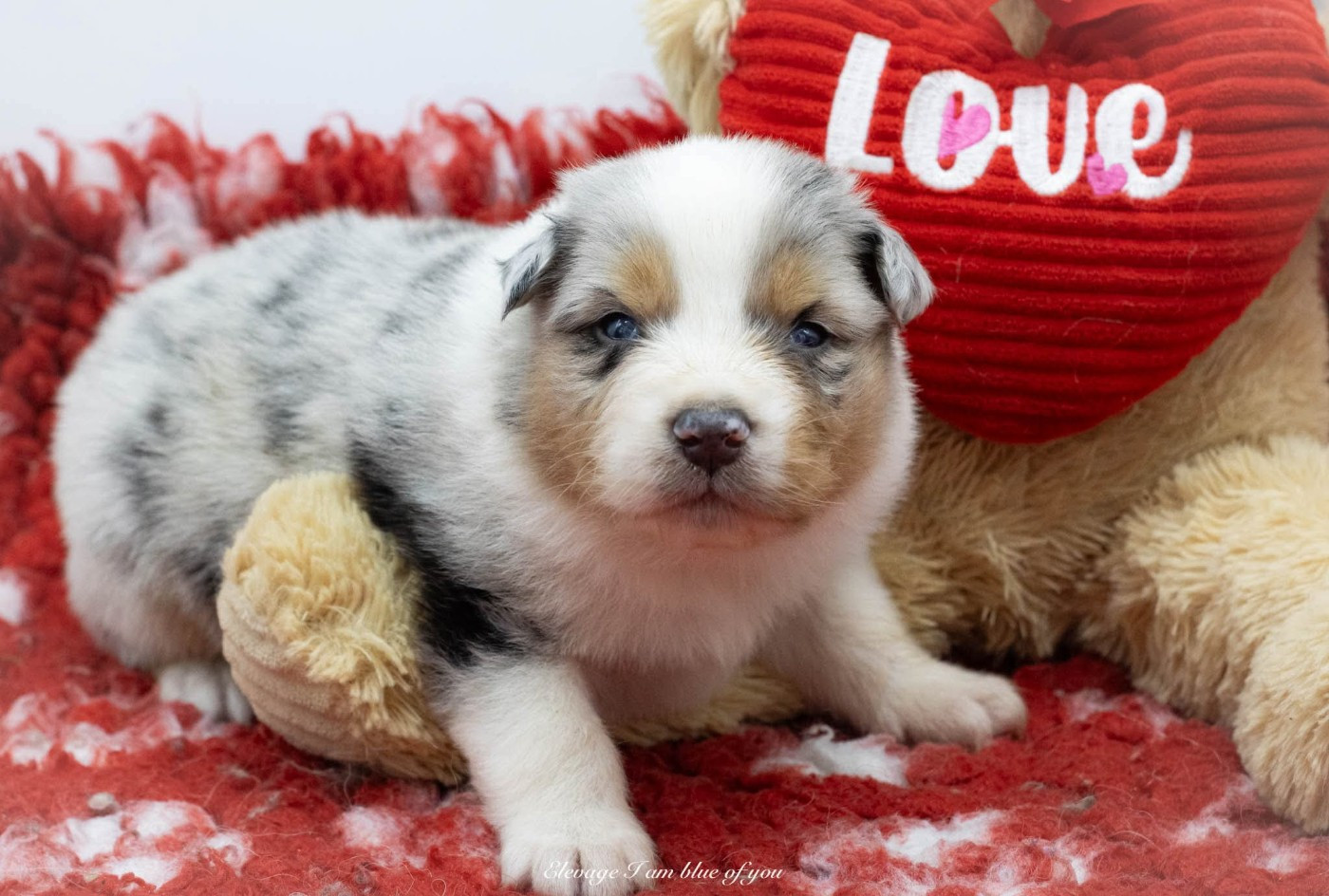 I Am Blue Of You - Chiots disponibles - Berger Australien