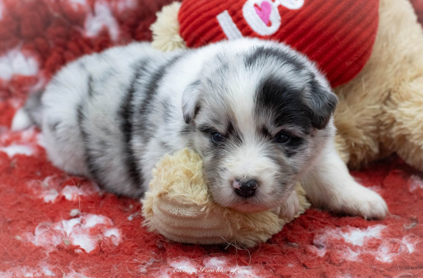 I Am Blue Of You - Chiots disponibles - Berger Australien