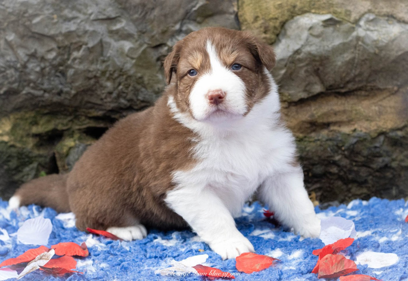 I Am Blue Of You - Chiots disponibles - Berger Australien