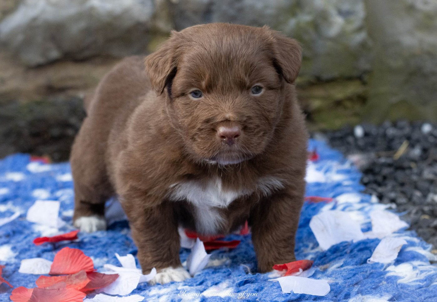 I Am Blue Of You - Chiots disponibles - Berger Australien