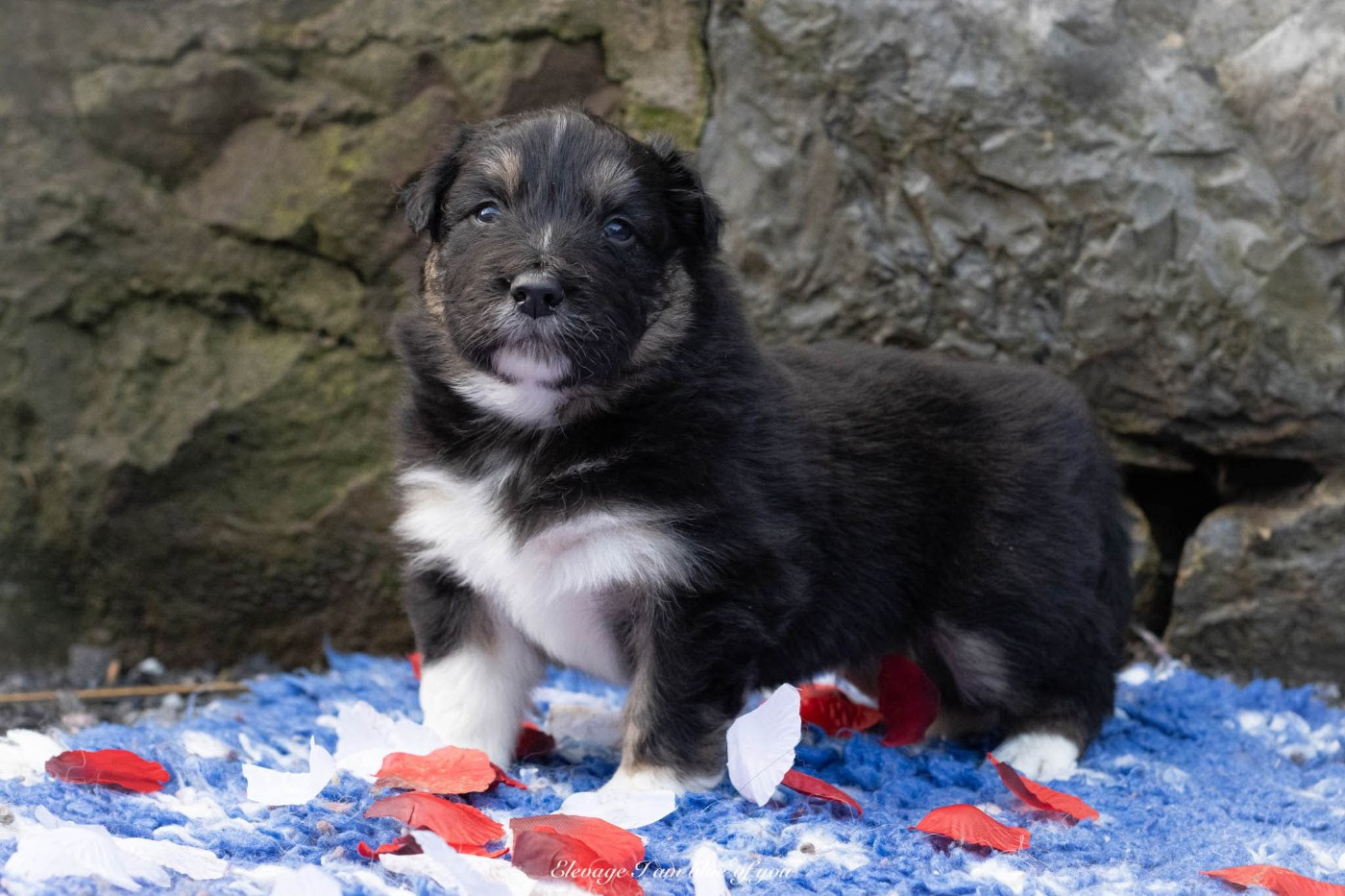 I Am Blue Of You - Chiots disponibles - Berger Australien